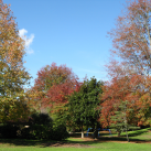At Lindsay Park- Cambridge Tree Trust